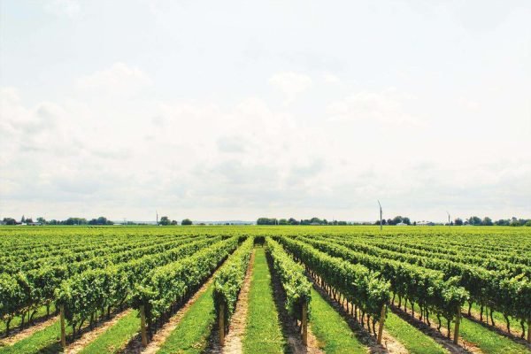 (Exposed)pexels-math-21393 (HolidayTours)