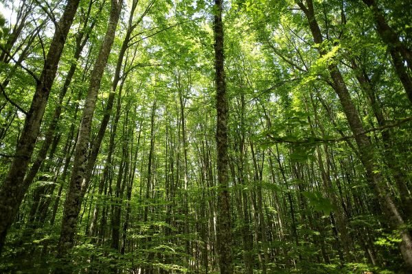 Holomontas-mountain (HolidayTours)