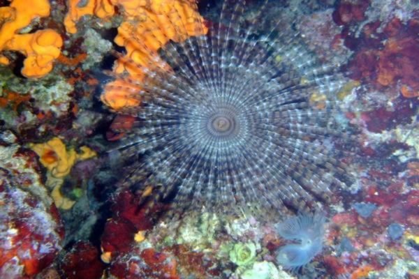 Scuba Diving(Holiday Tours) (1)