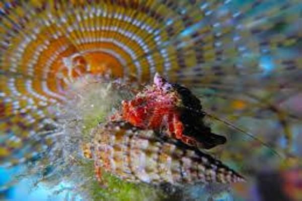 Scuba Diving(Holiday Tours) (5)