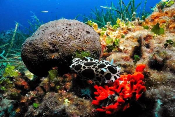 Scuba Diving(Holiday Tours) (6)