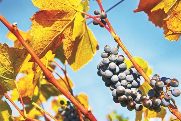 (exposed)pexels-tofroscom-274026 (HolidayTours)