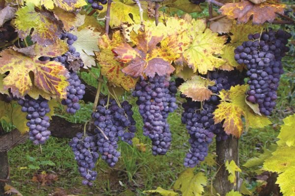 shutterstock_41775931 (HolidayTours)